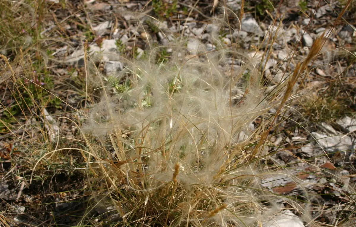 Stipa pennata fruiting