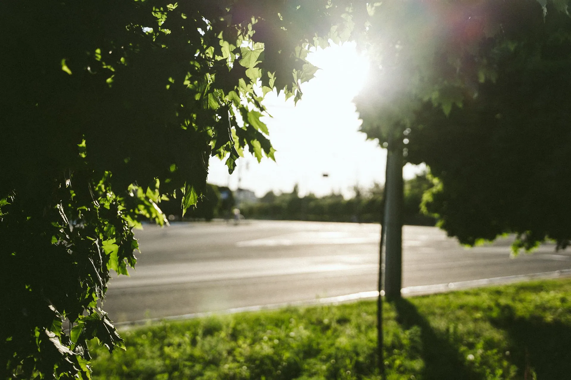 Сонце між деревами в Сумах Сонце між деревами в Сумах