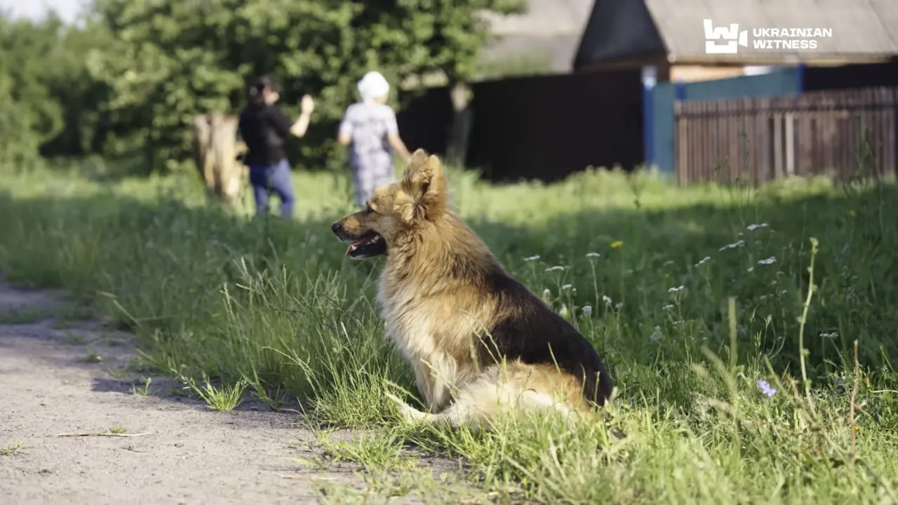 druzhok Пес Дружок у Краснопіллі