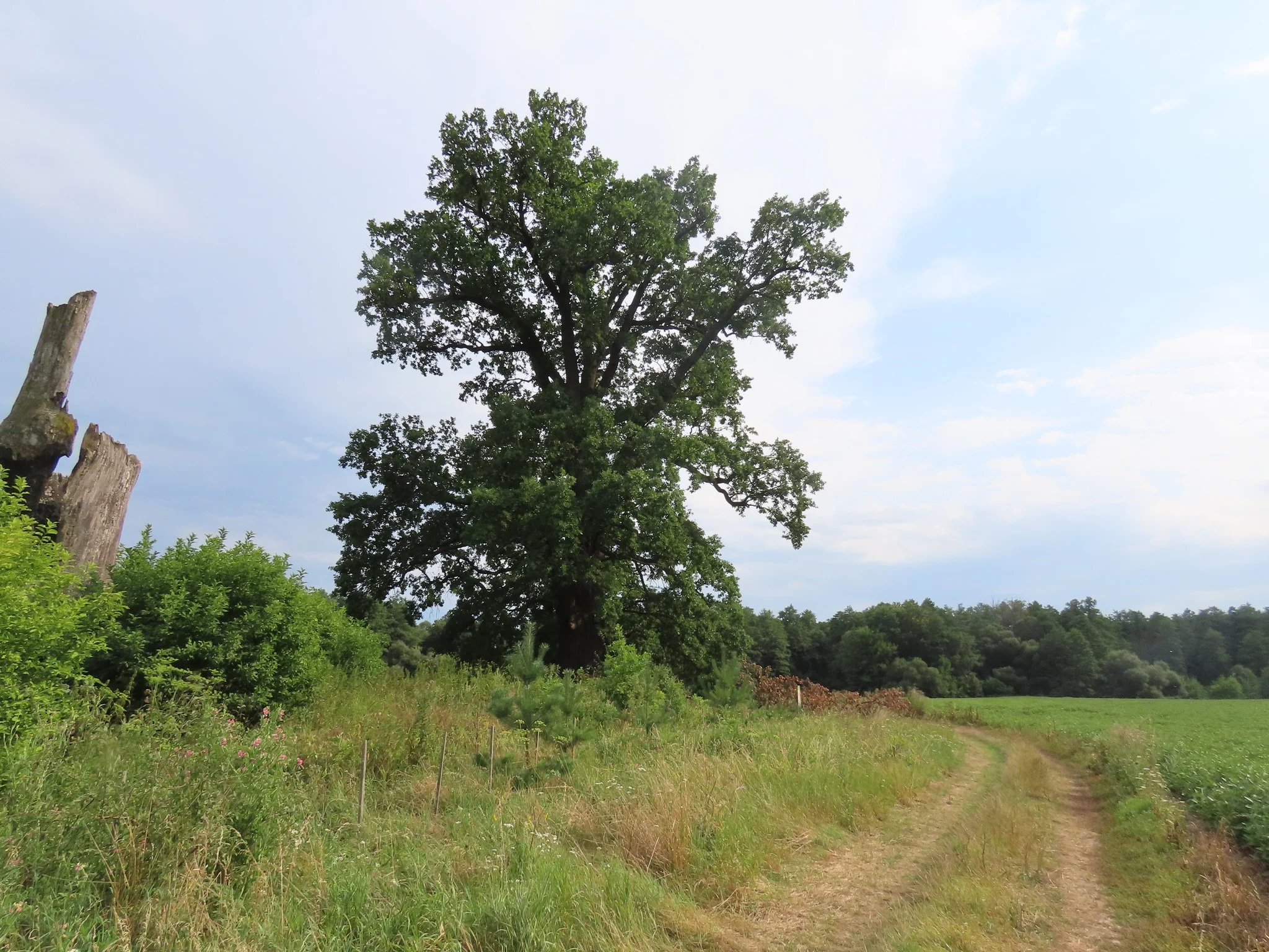 dub bilya kropyvnyci 500-річний дуб біля Кропивниці