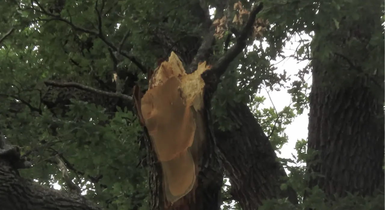 dub na romenshiny поламаний стовбур 500-річного дуба