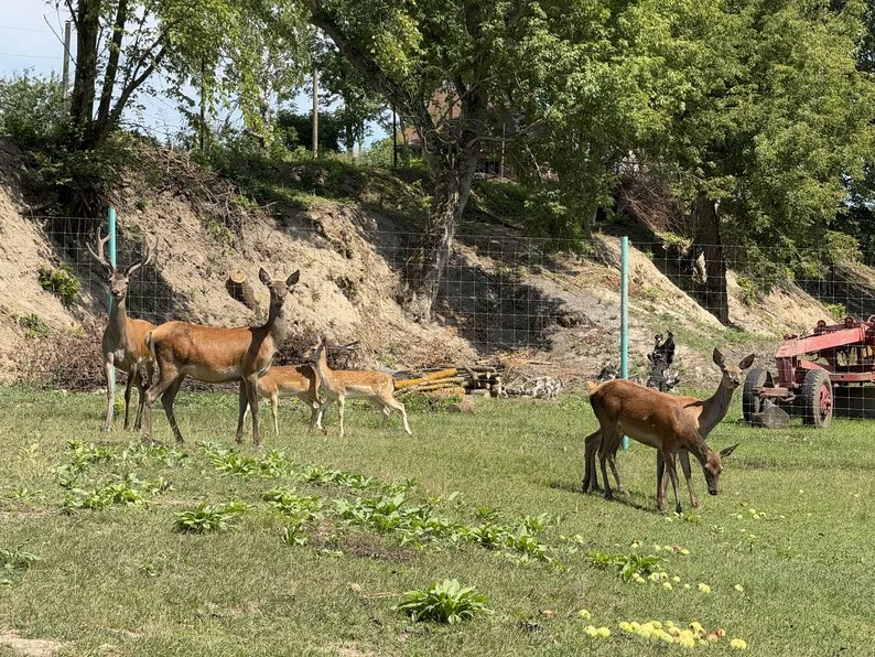 minizoopark ferma romenshchyna sumshchyna 1 Олені й лані на фермі в Роменському районі