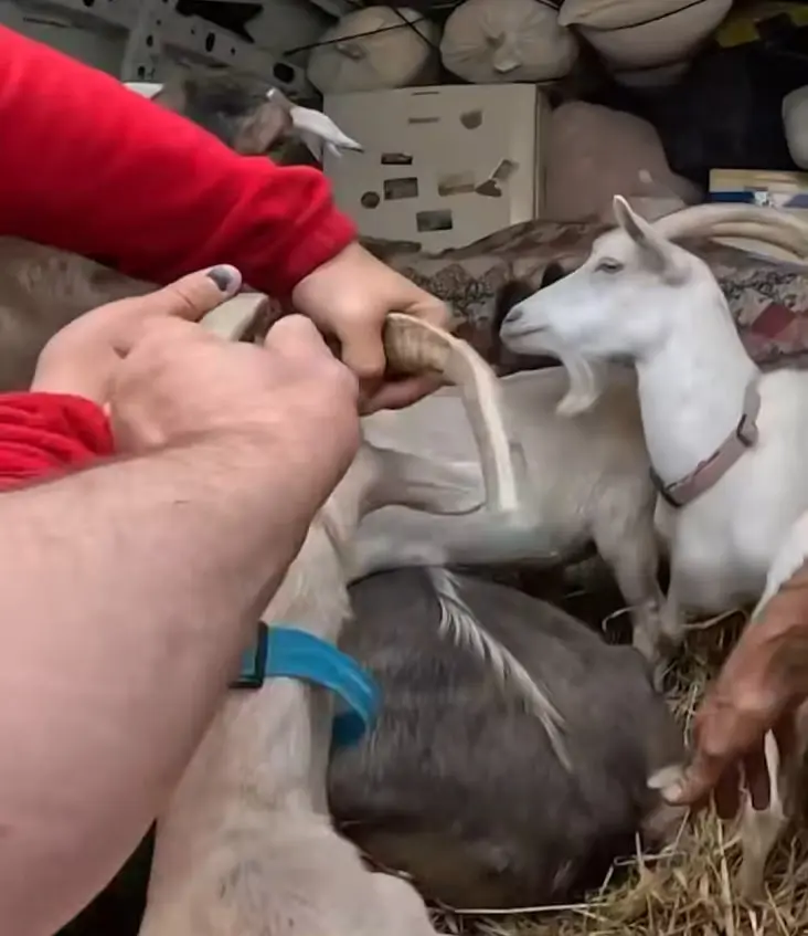 chervony chrest kozy Червоний Хрест вивозить 10 кіз на Сумщині