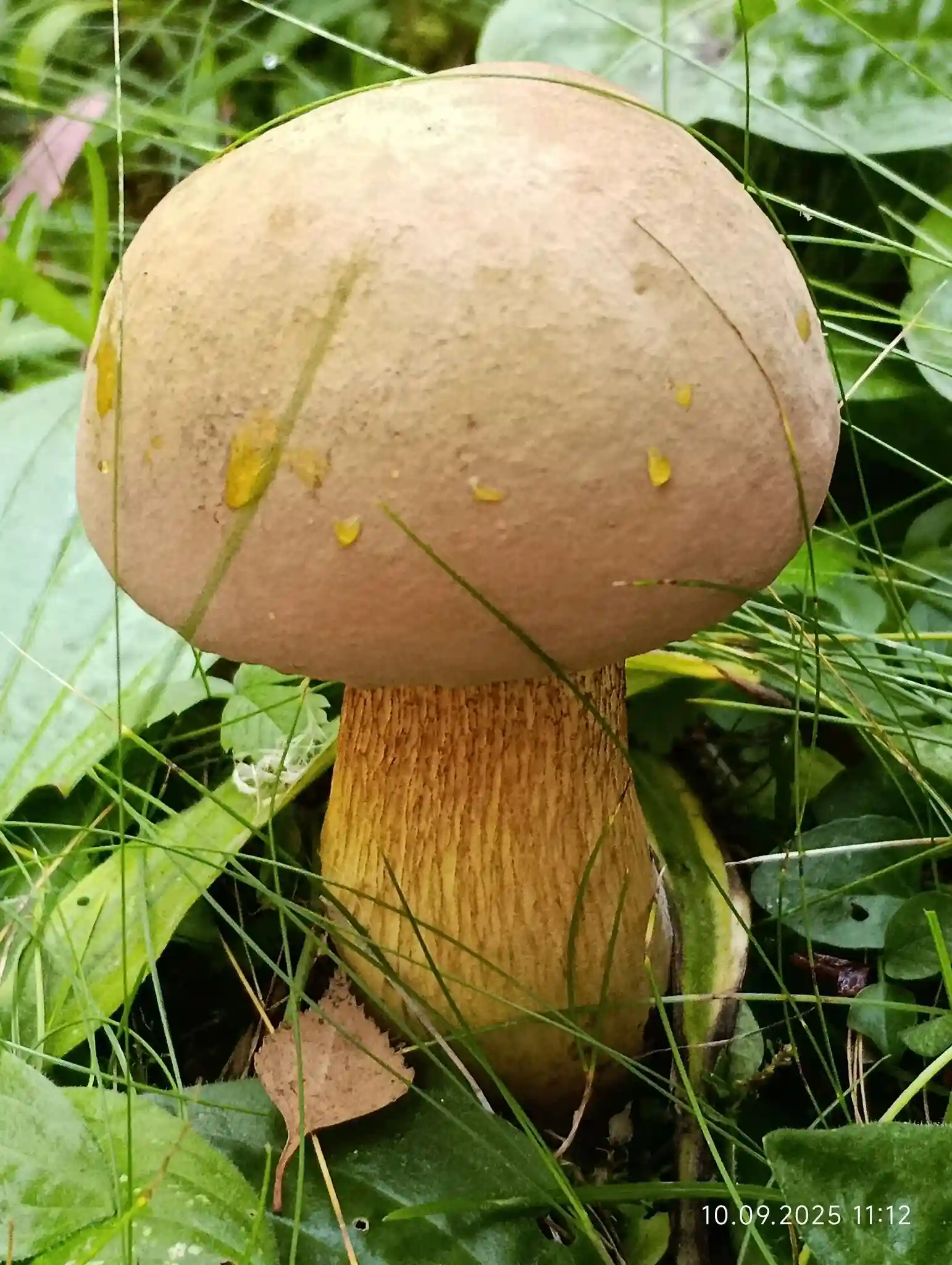 dubovyk sumy khimik Дубовик у Сумах