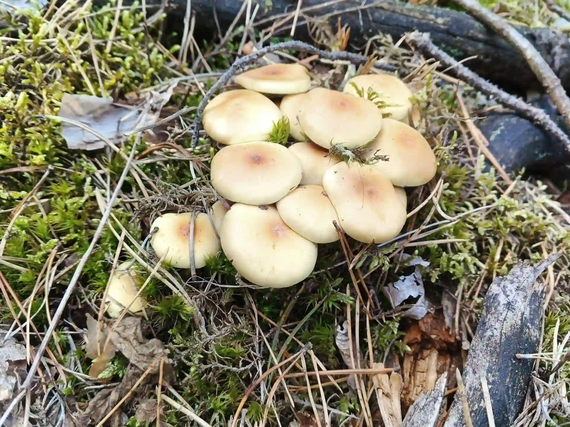 lis romenskyi rayon Ліс в Роменському районі