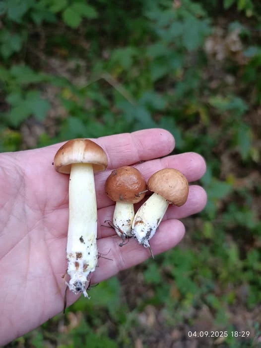 maslyata misto sumy Маслята в Сумах