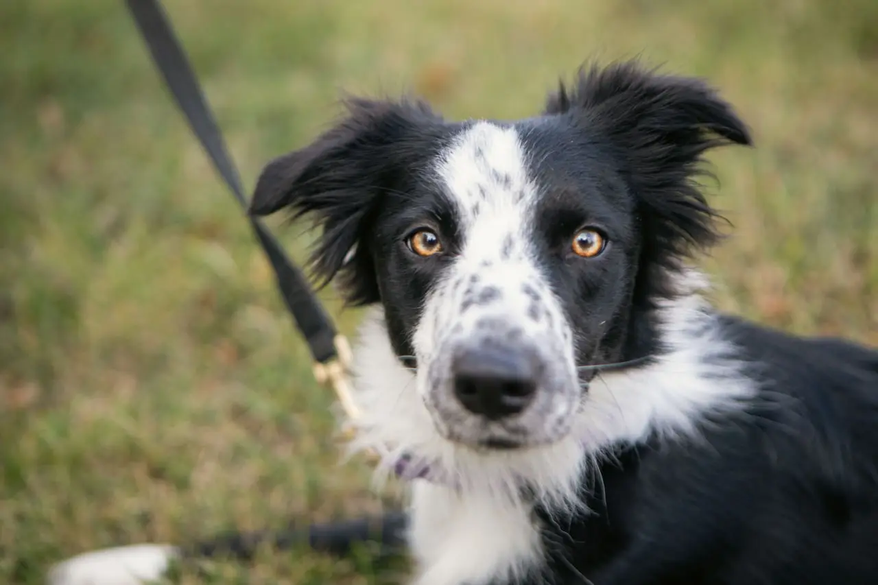 dresuvannya agility песик біля СНАУ