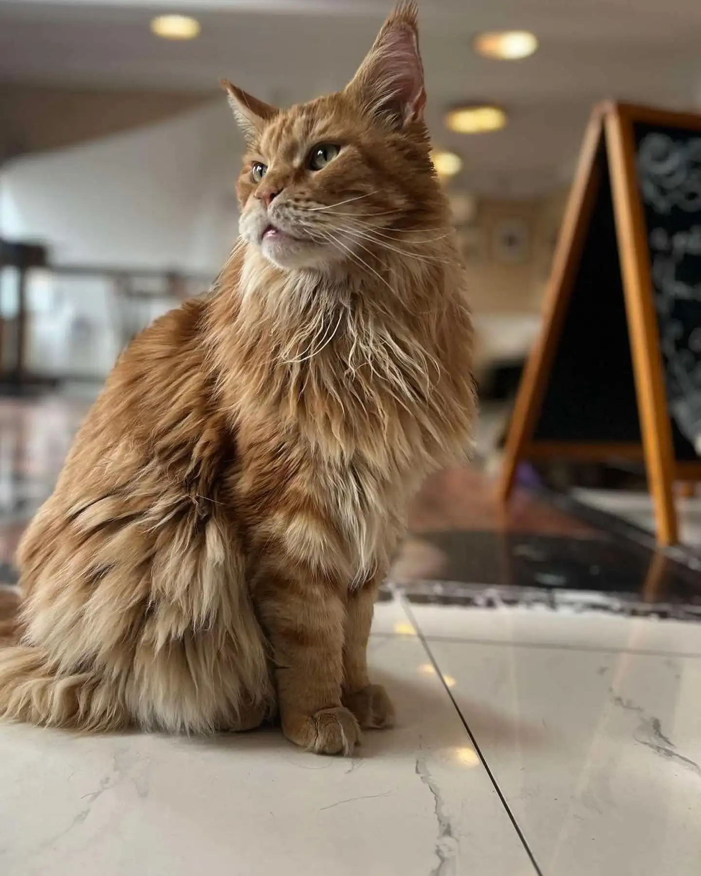 idei tsikavykh biznesiv 4 Котяче кафе в Будапешті