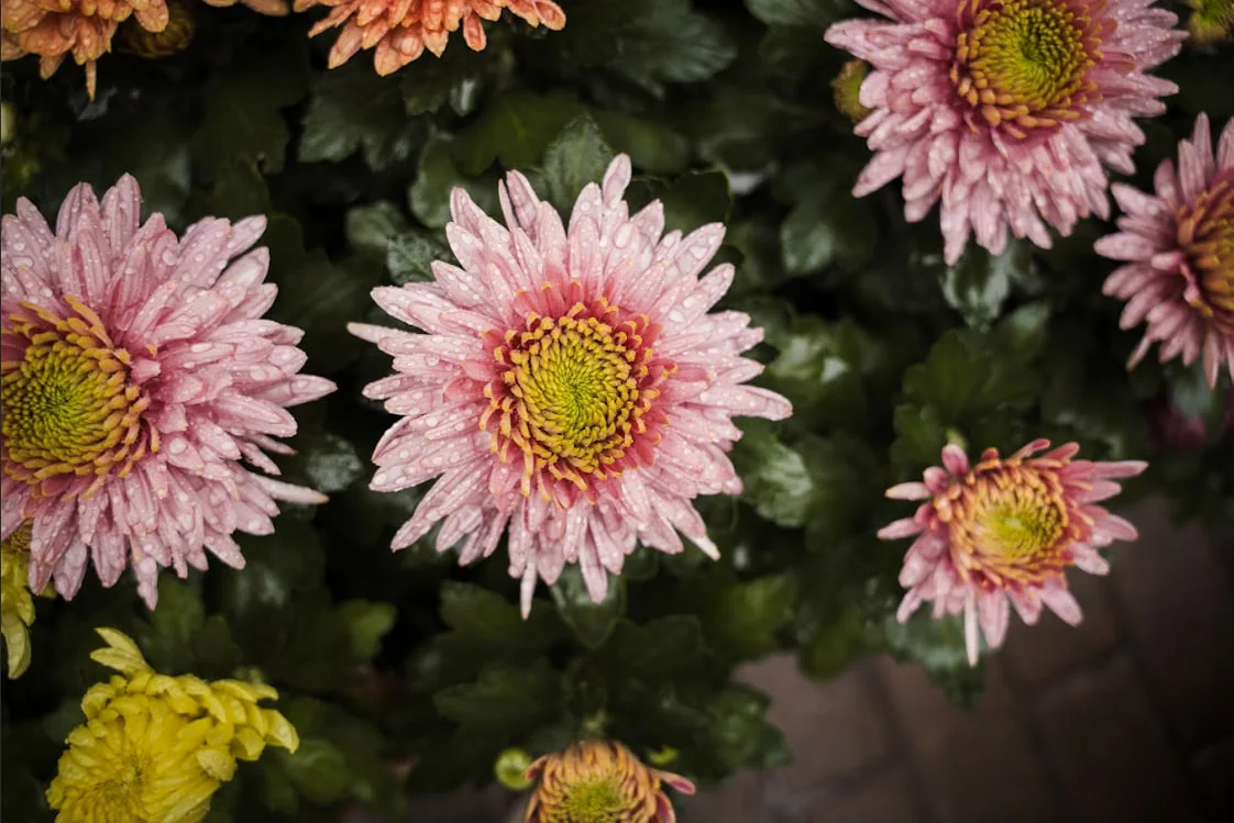 kvity, iiaki vyroshchuiie Tetiana Квіти, які Тетяна власноруч вирощує в Лебедині.