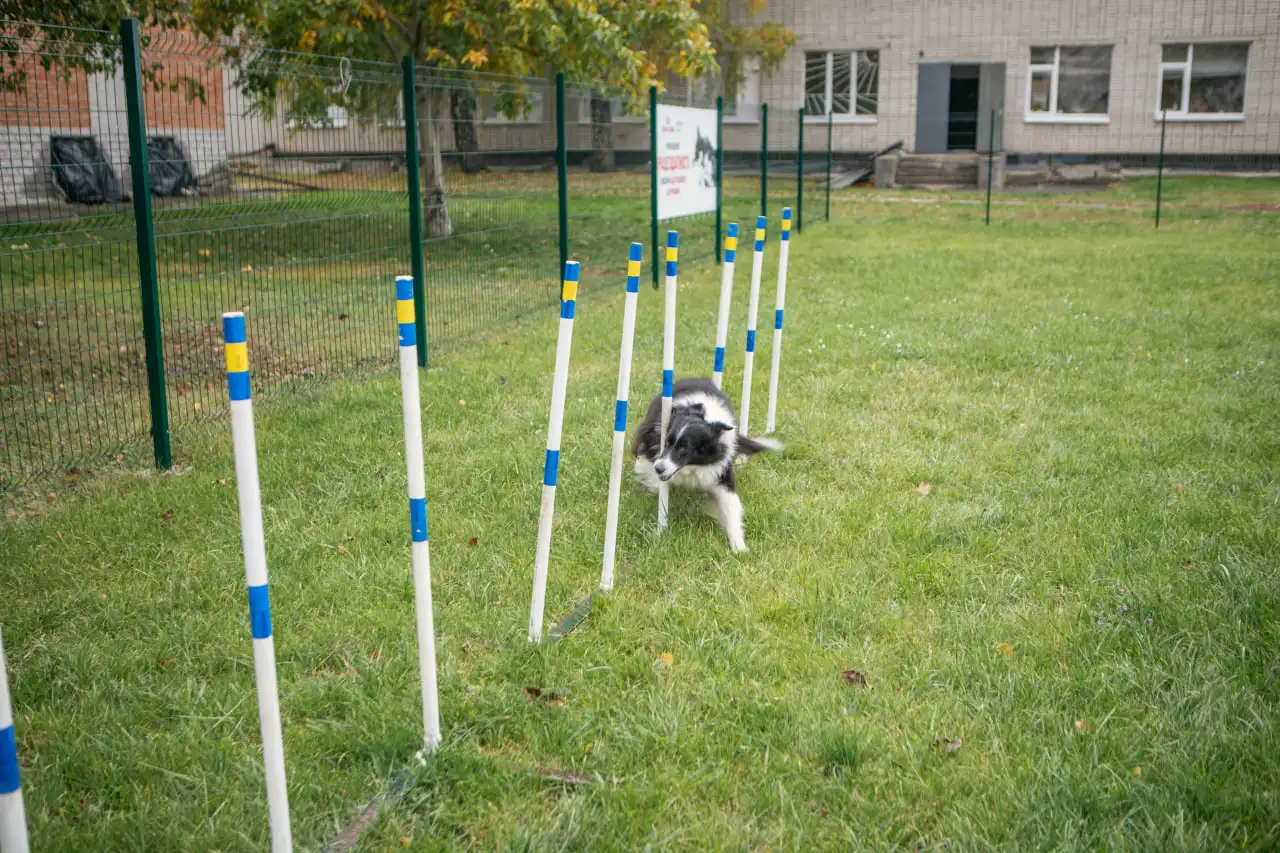 sobaka bigae agility собака бігає біля СНАУ