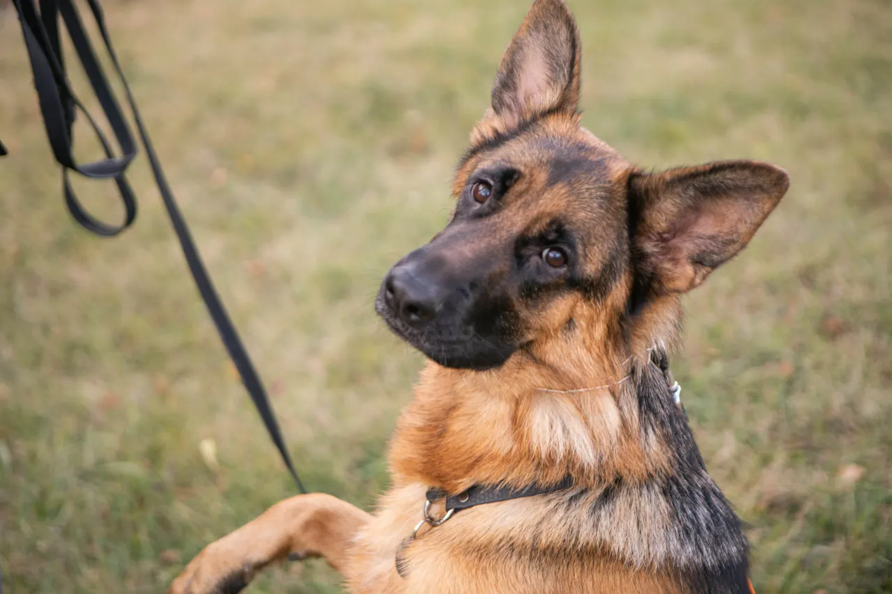 sobaka v agility sumy собака на майданчику для дресування у Сумах