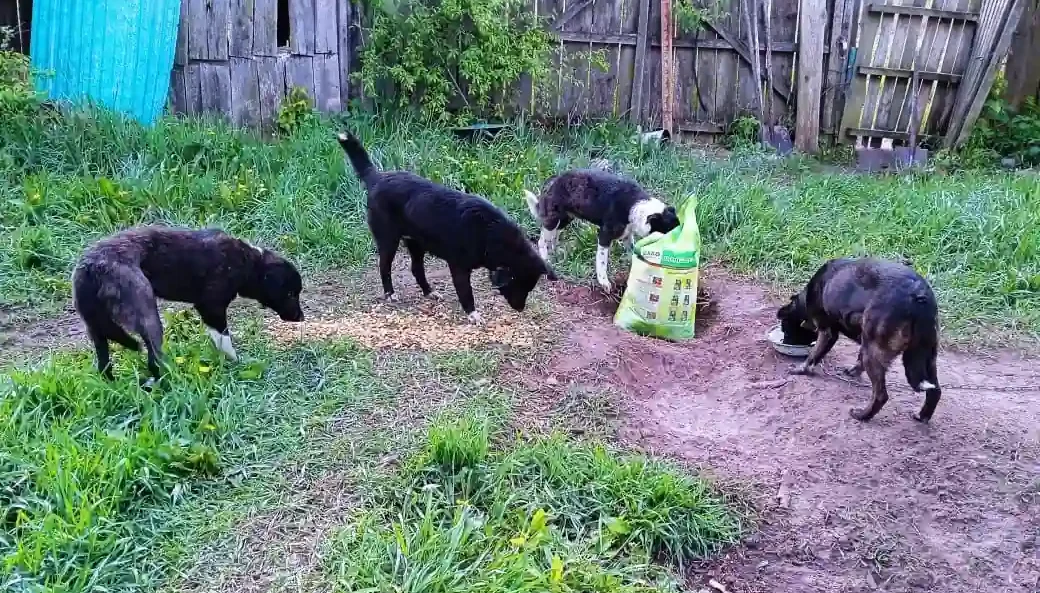 sobaky na prykordonni sumshchyny Собаки на прикордонні Сумщини