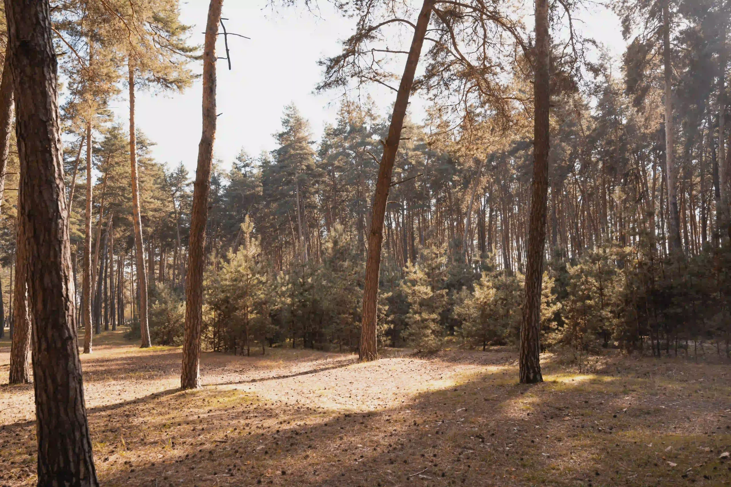 Стежка в баранівському лісі оточена соснами.